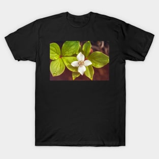 Bunchberry flower T-Shirt